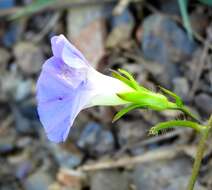 Ipomoea meyeri (Spreng.) G. Don resmi