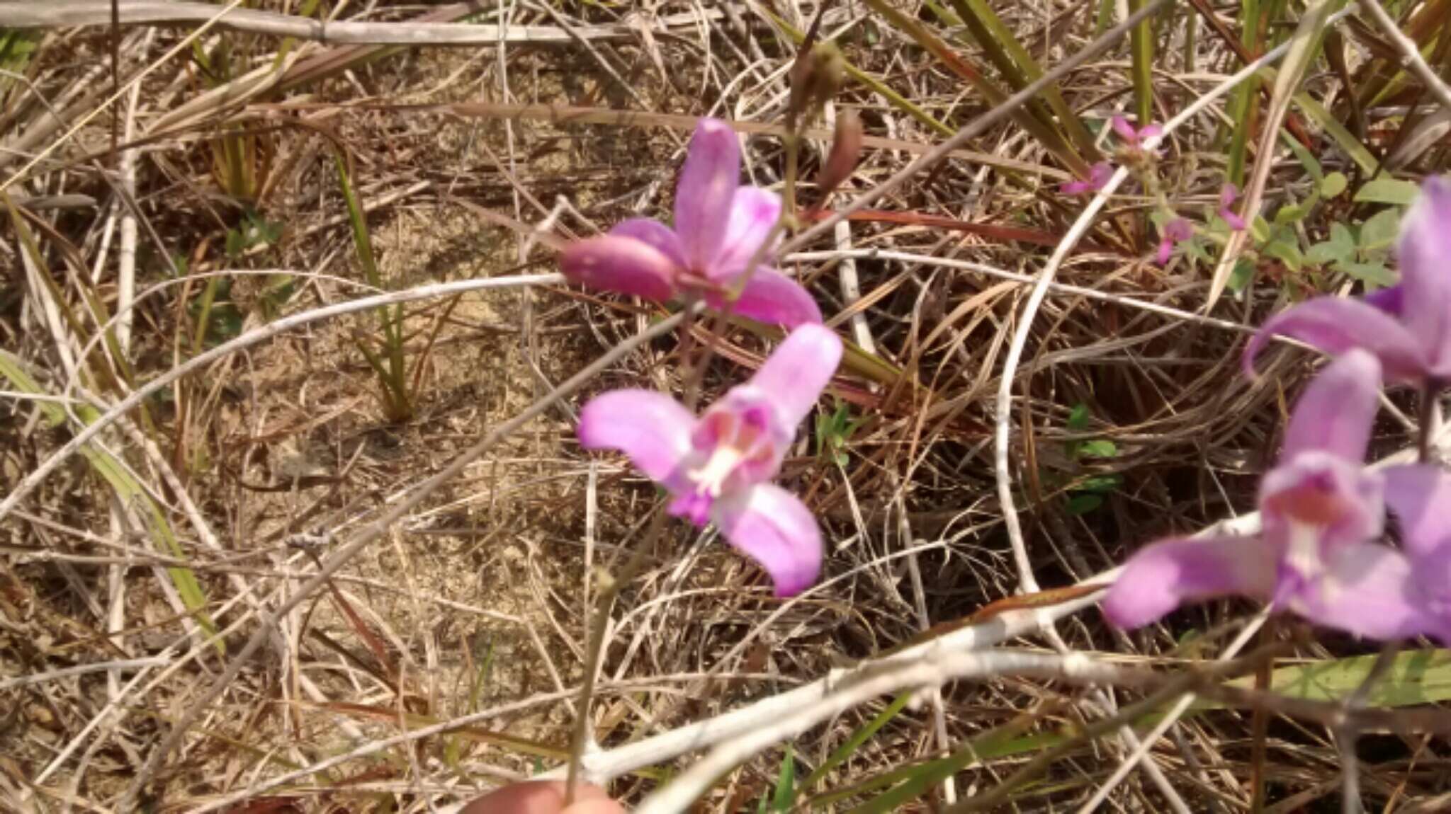 Слика од Bletia purpurea (Lam.) A. DC.