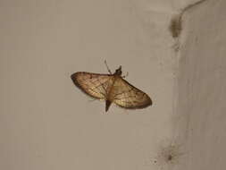 Image of Trapeze Moth