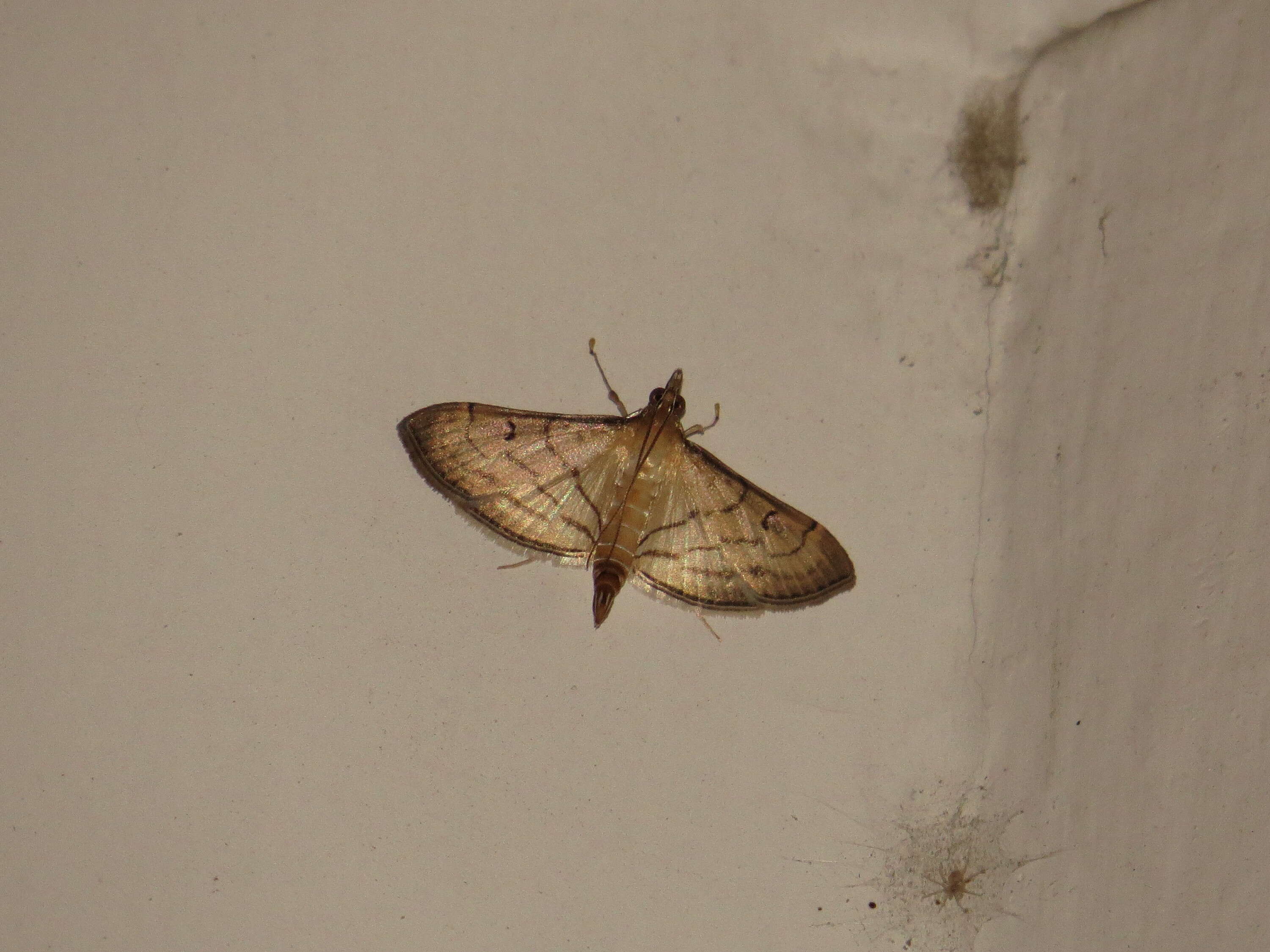 Image of Trapeze Moth