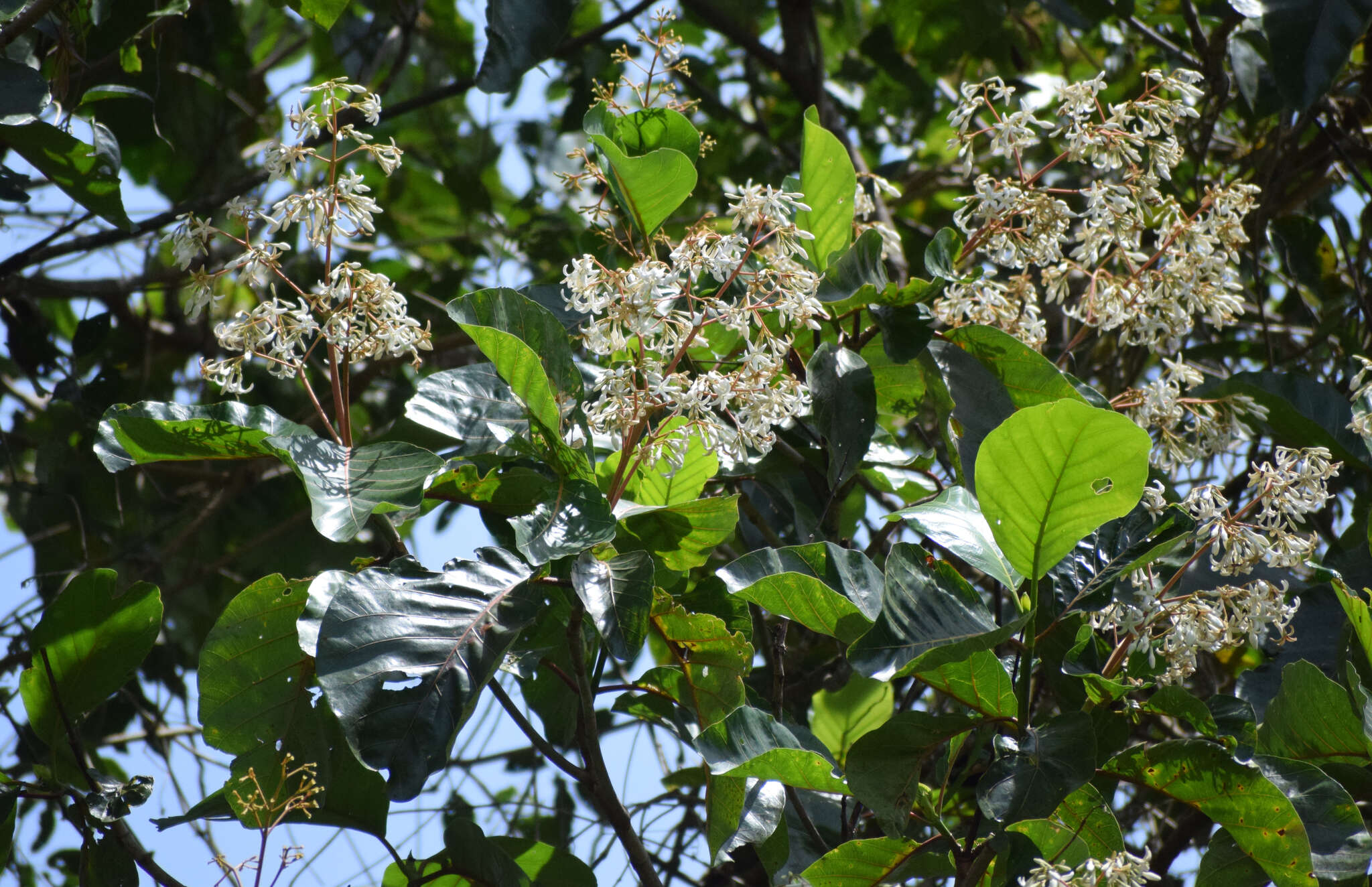 Image of Ladenbergia oblongifolia (Humb. ex Mutis) L. Andersson