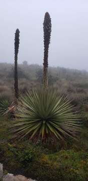 Puya goudotiana Mez的圖片