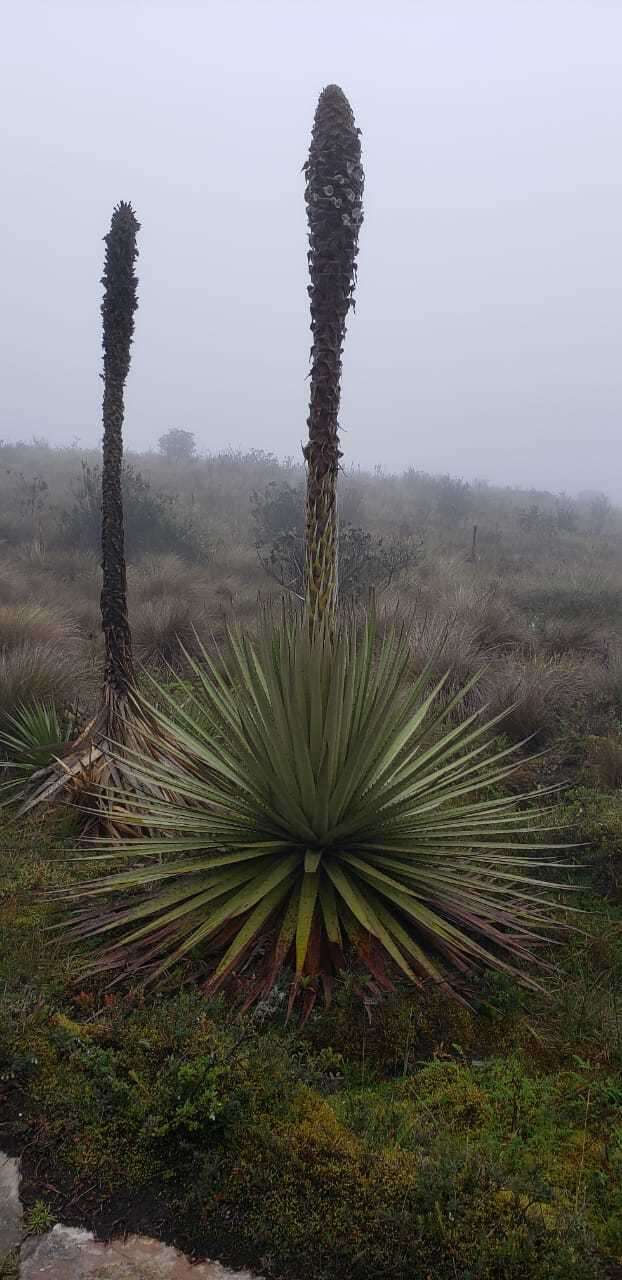 Imagem de Puya goudotiana Mez