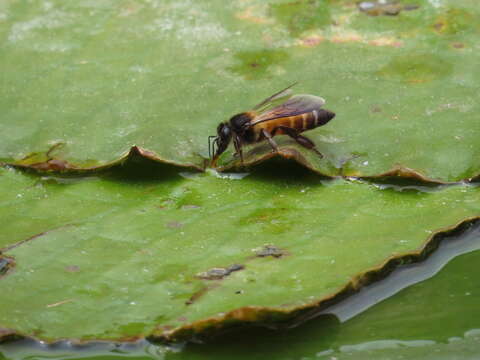 Image of Giant honey bee