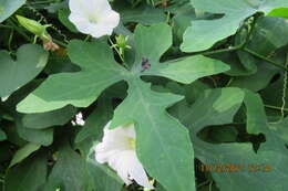 Image of ivy gourd