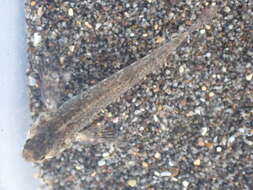 Image of Giant triplefin