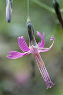 Image de Prenanthes