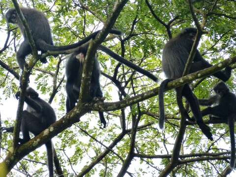 Image of Banded Langur