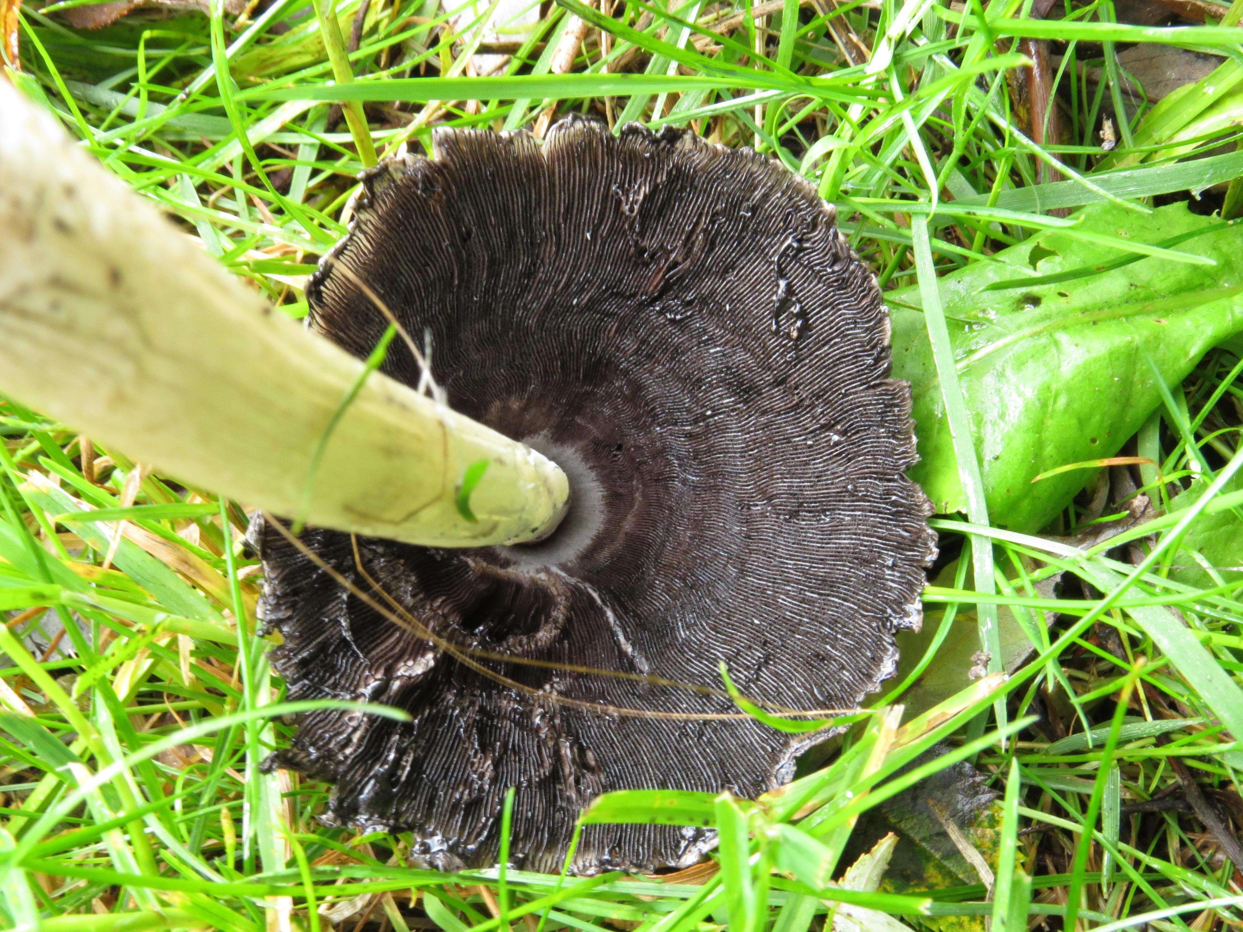 Coprinopsis atramentaria (Bull.) Redhead, Vilgalys & Moncalvo 2001 resmi