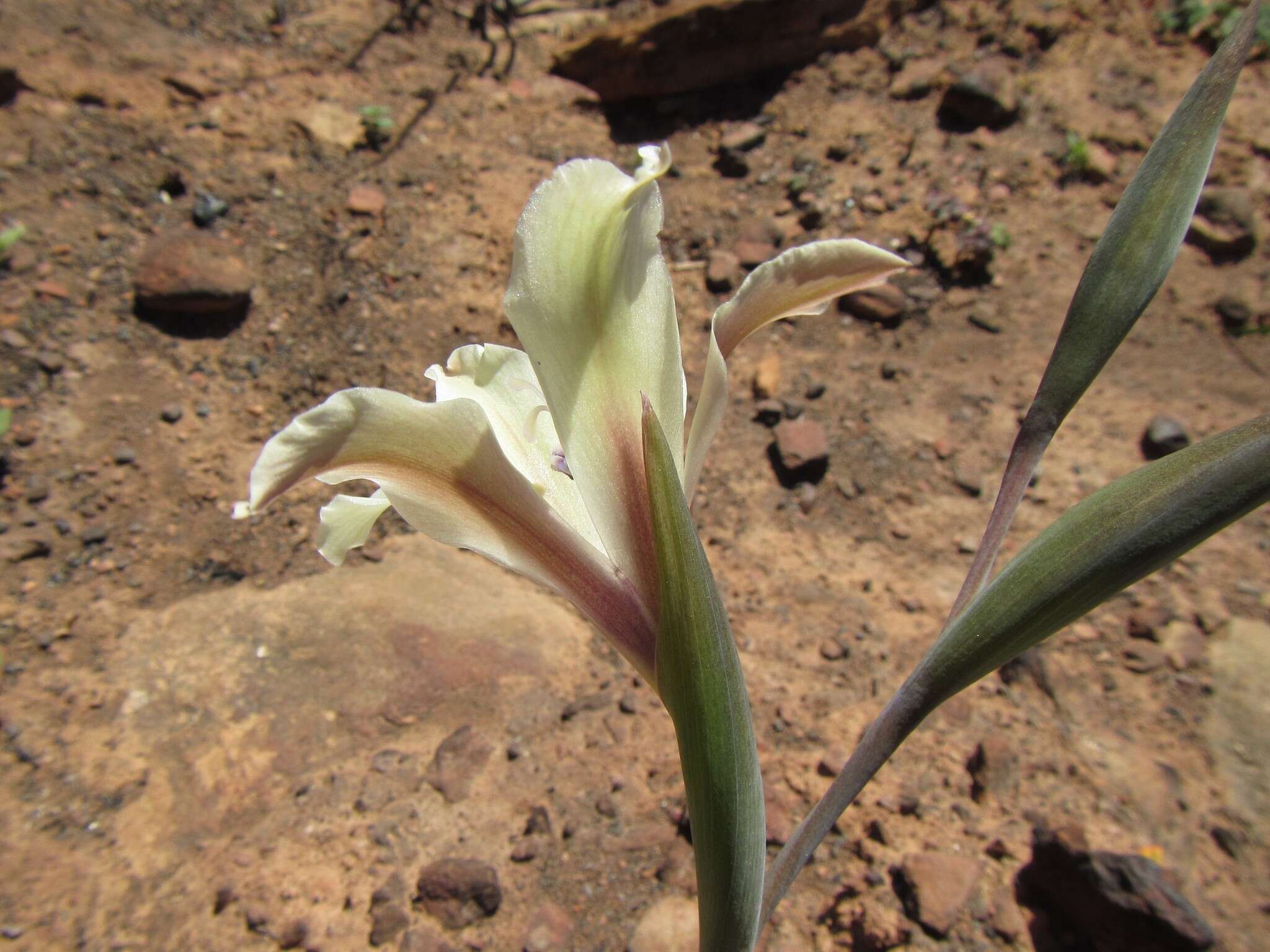 Imagem de Gladiolus grandiflorus Andrews