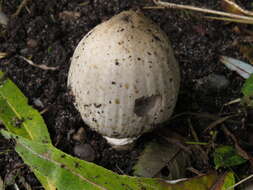 Coprinopsis atramentaria (Bull.) Redhead, Vilgalys & Moncalvo 2001 resmi