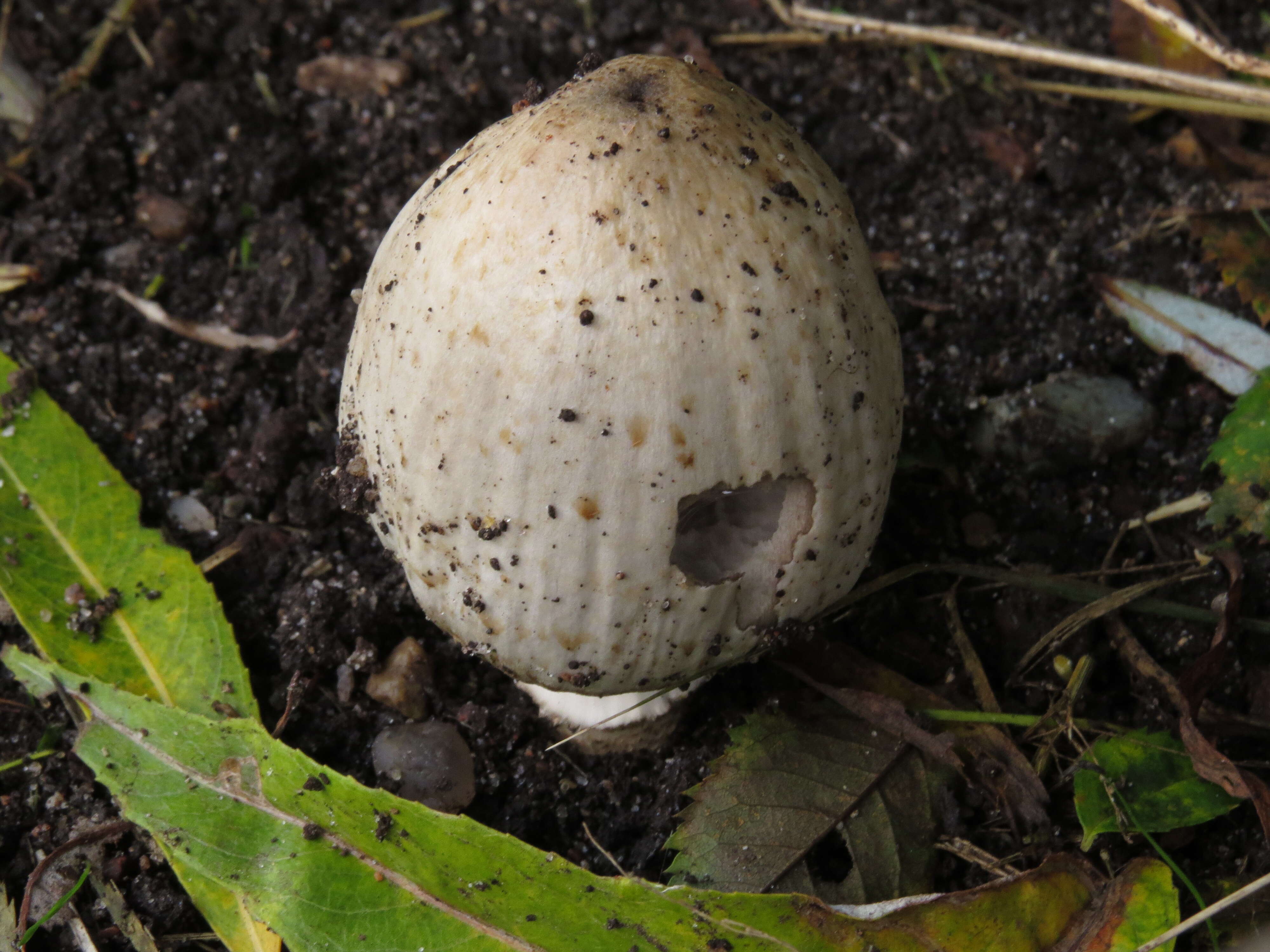 Coprinopsis atramentaria (Bull.) Redhead, Vilgalys & Moncalvo 2001 resmi