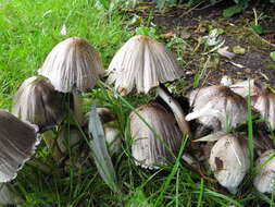 Coprinopsis atramentaria (Bull.) Redhead, Vilgalys & Moncalvo 2001 resmi