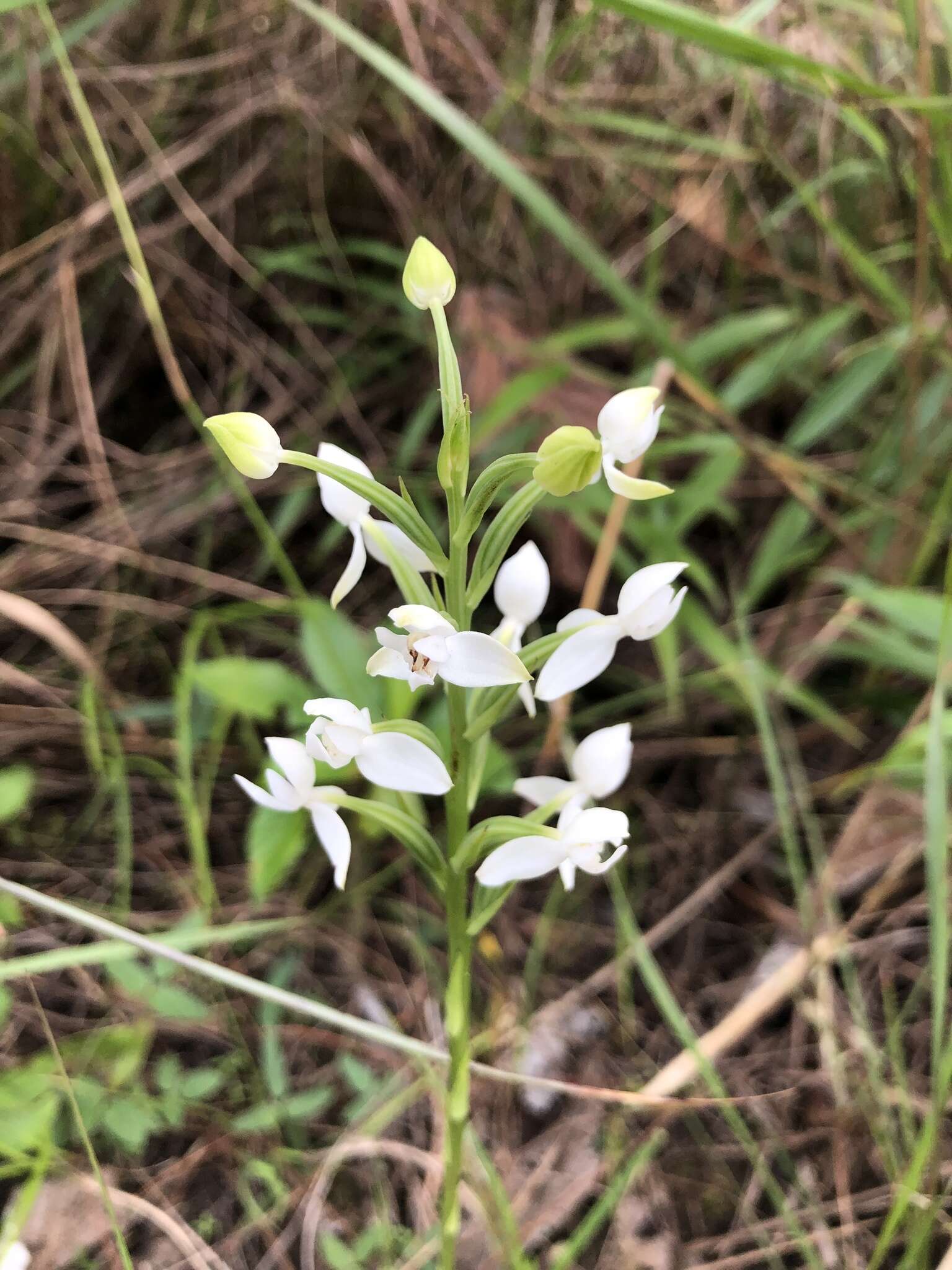 صورة Habenaria malintana (Blanco) Merr.