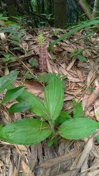 Image of Common snout orchid