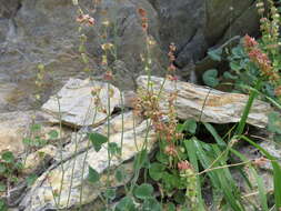 Rumex scutatus L. resmi