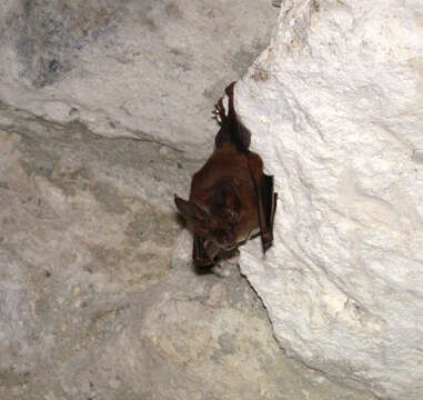 Image of Cozumelan golden bat