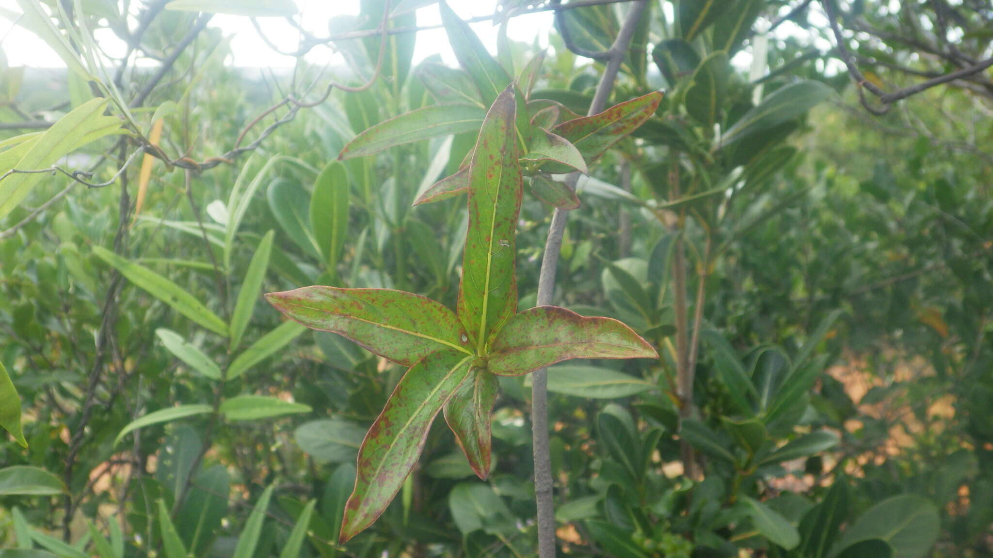 صورة Paracarphalea angulata (Baill.) Razafim., Ferm, B. Bremer & Kårehed