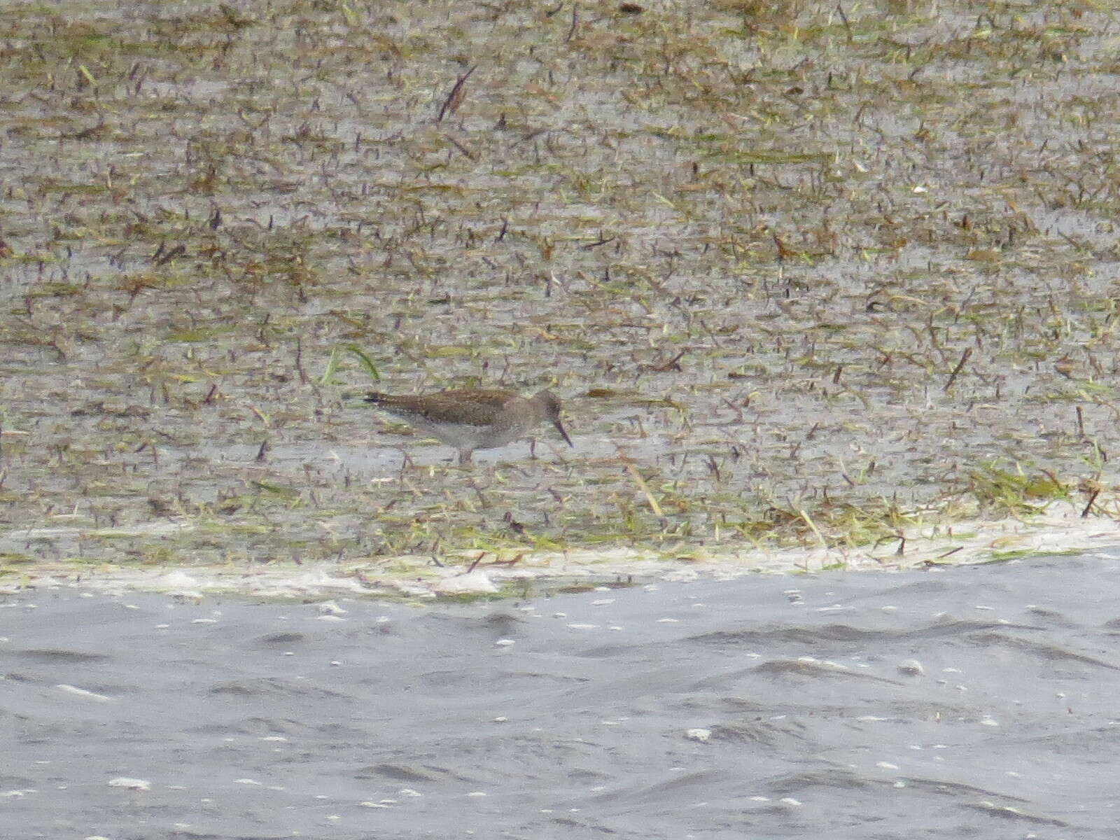 Image of Wood Sandpiper