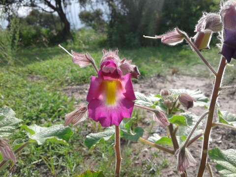 Image of Proboscidea louisianica subsp. fragrans (Lindl.) Bretting