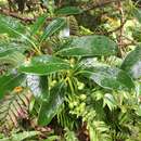 Image of Coprosma lucida var. angustifolia Cheeseman