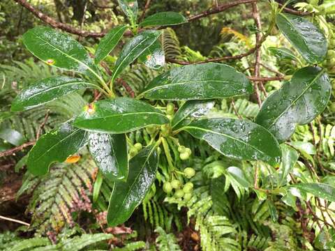 Image of Coprosma lucida var. angustifolia Cheeseman