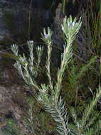 Image of Leucadendron singulare I. Williams