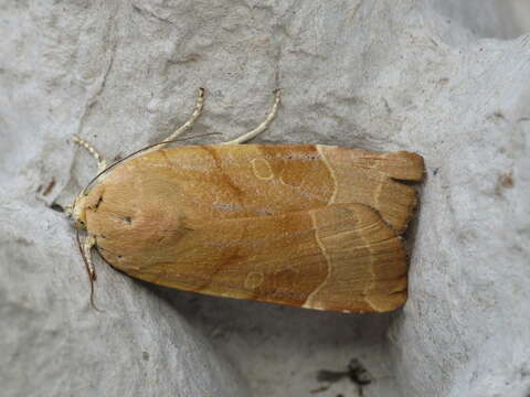 Image of broad-bordered yellow underwing