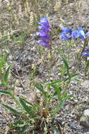 Image of blue penstemon