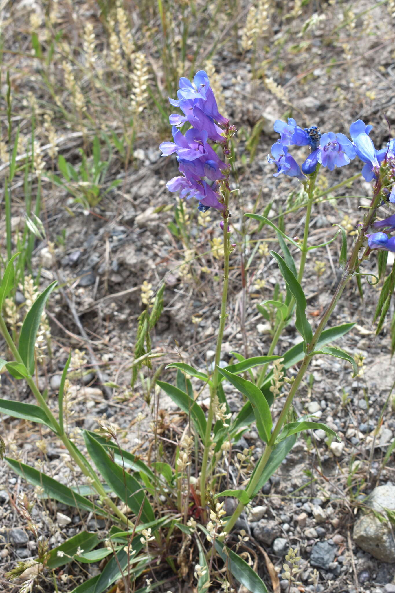 Image of blue penstemon