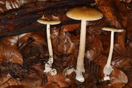 Image of Amanita sinicoflava Tulloss 1988