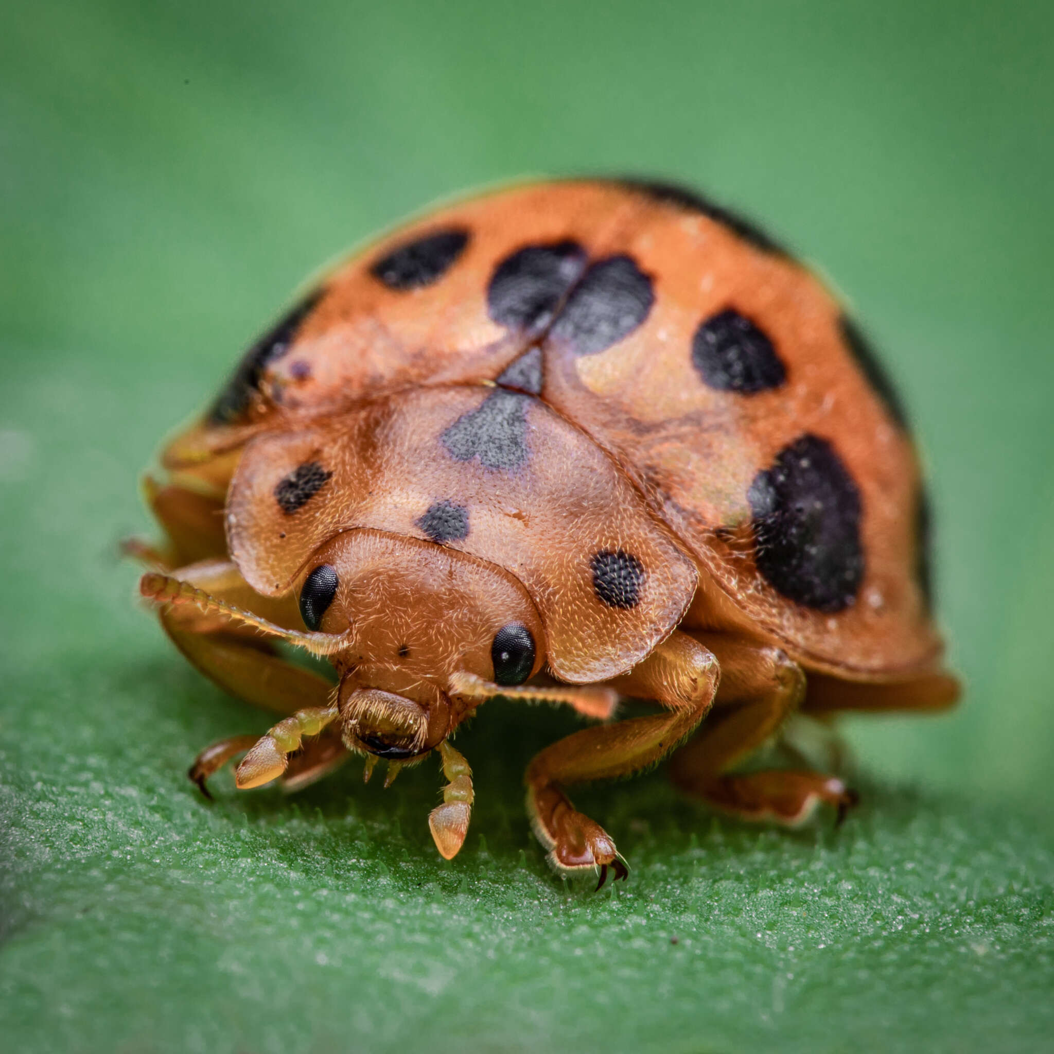 Image of Squash Lady Beetle