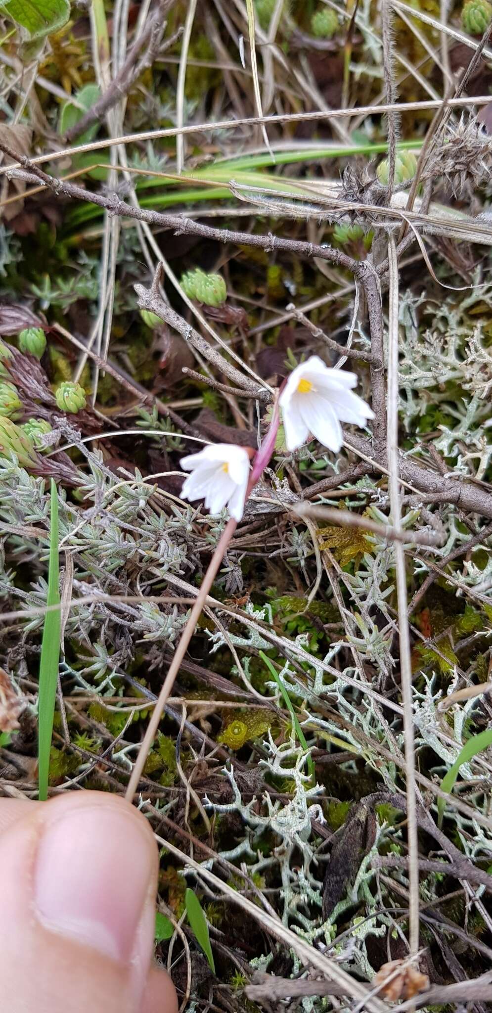 Слика од Acis autumnalis (L.) Sweet