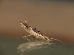 Image of Ypsolopha scabrella