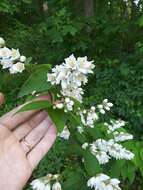 Image of fuzzy pride-of-Rochester