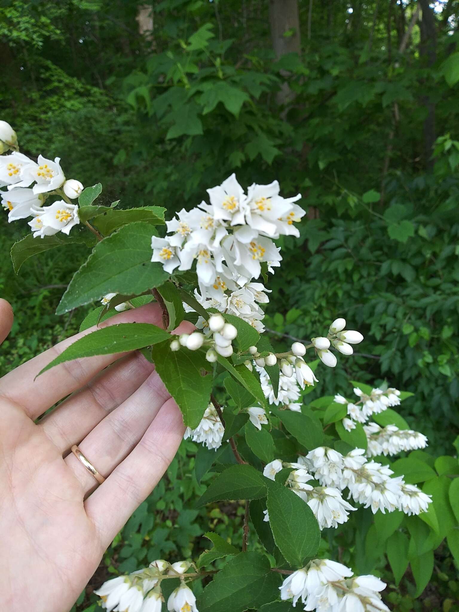 Image of fuzzy pride-of-Rochester