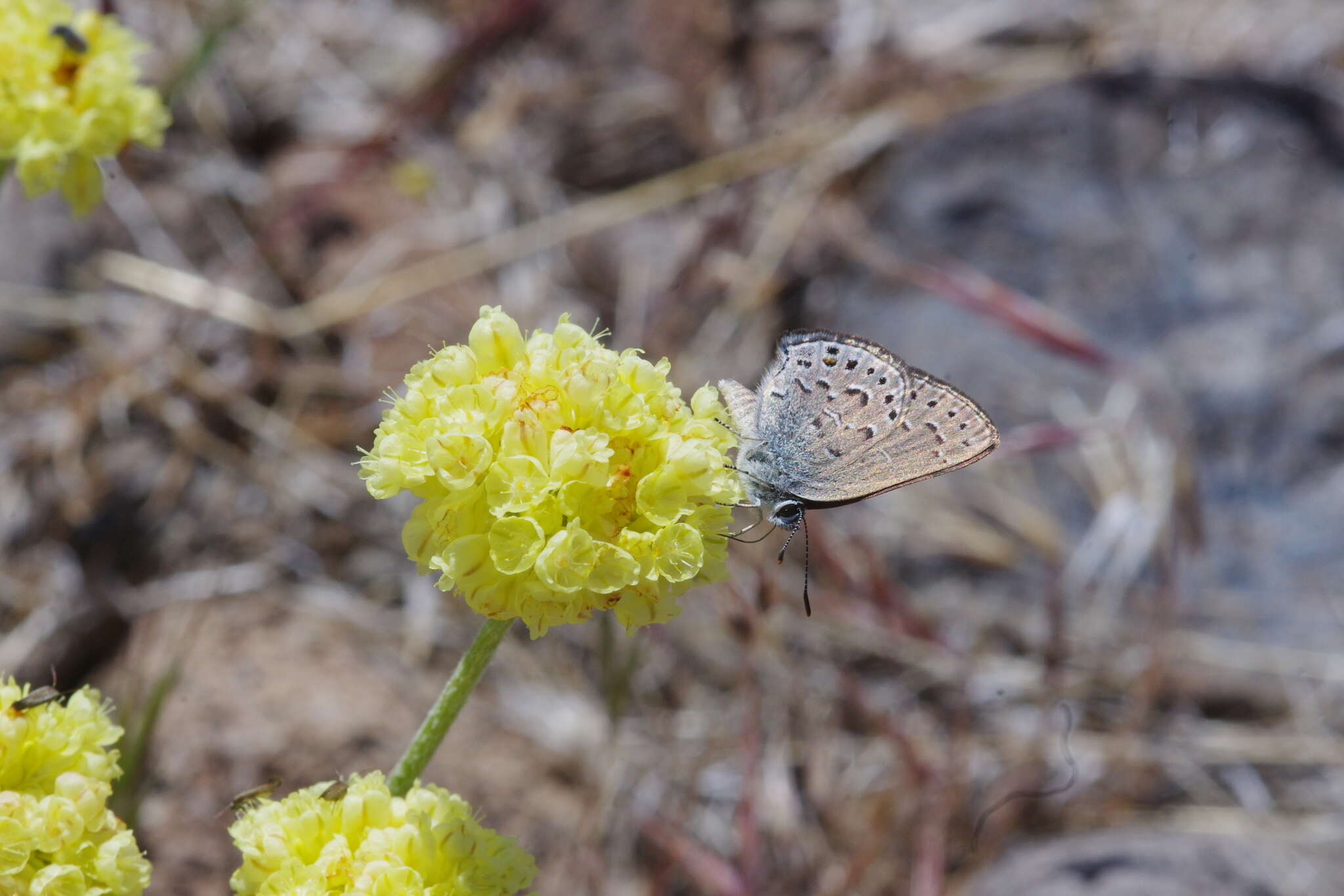 صورة Satyrium behrii (Edwards 1870)