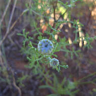 Oncosiphon grandiflorum (Thunb.) M. Källersjö的圖片