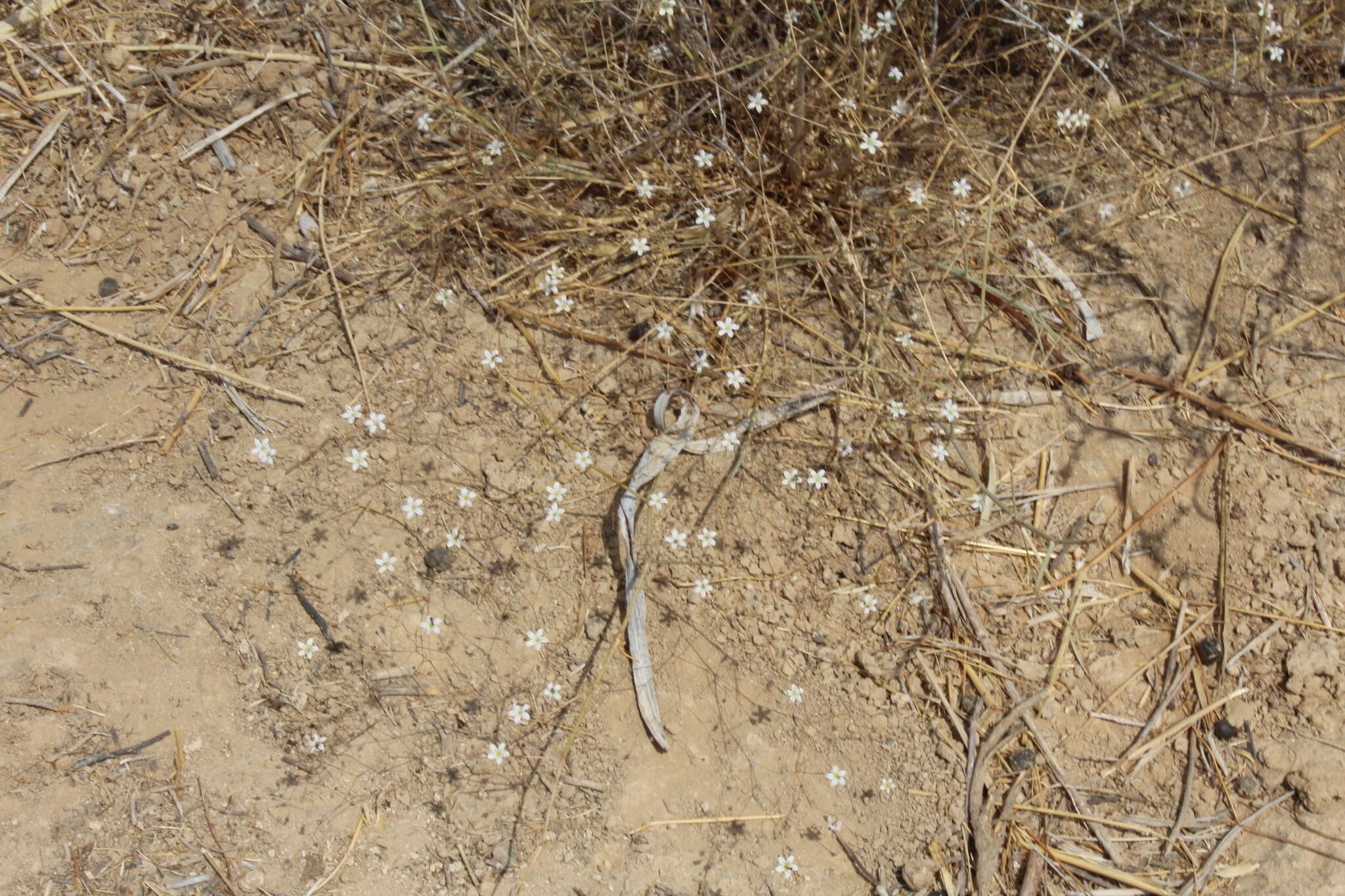 Слика од Gypsophila capillaris (Forsk.) C. Chr.