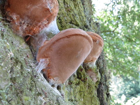 Image of Black Oak