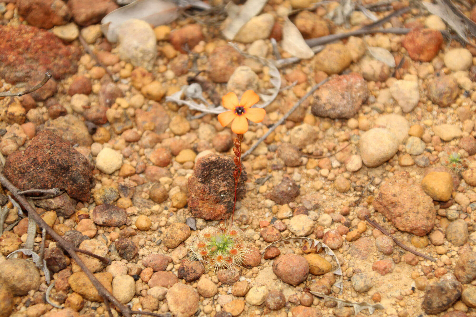 Image of Drosera hyperostigma N. Marchant & Lowrie