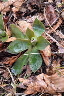 Sivun Primula glaucescens Moretti kuva