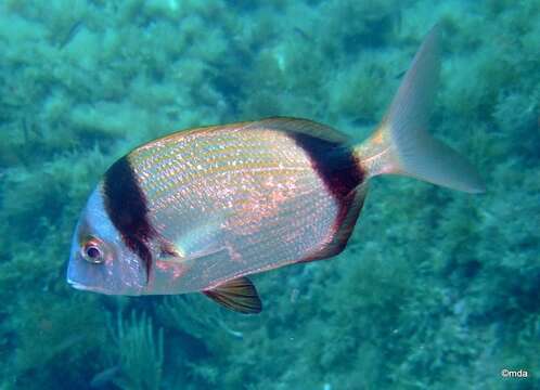 Image of Blacktail Bream