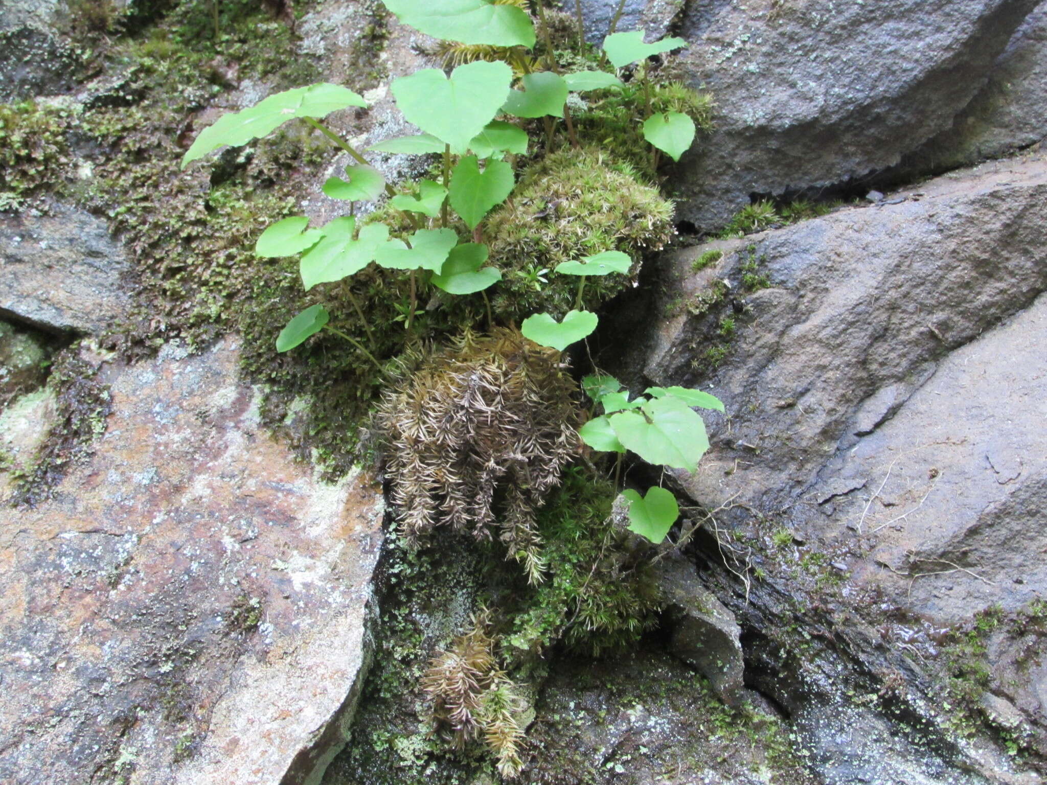 Image of Rock Club Moss