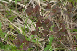 Image of Lonicera caerulea subsp. pallasii (Ledeb.) Browicz