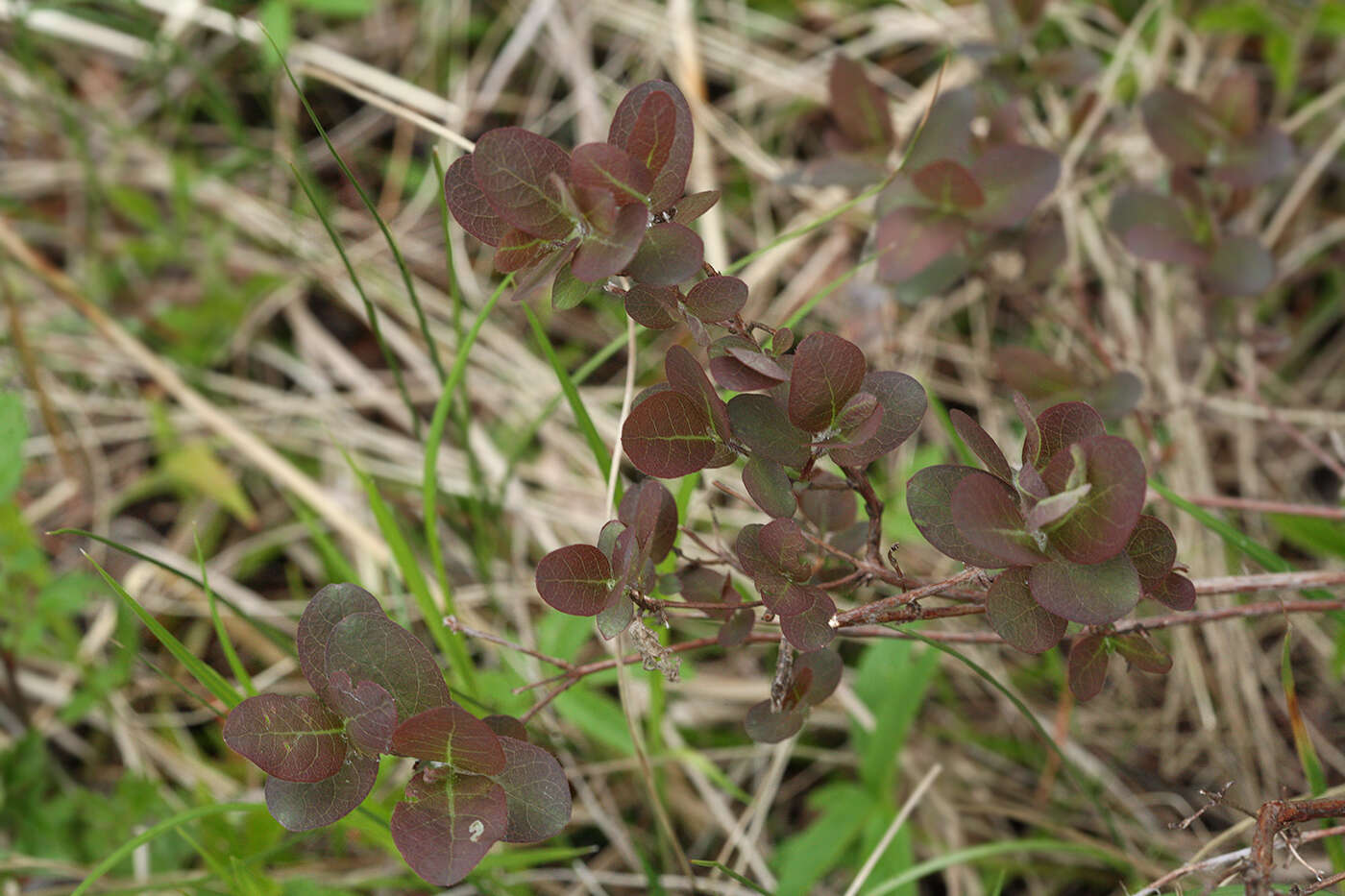 Imagem de Lonicera caerulea subsp. pallasii (Ledeb.) Browicz