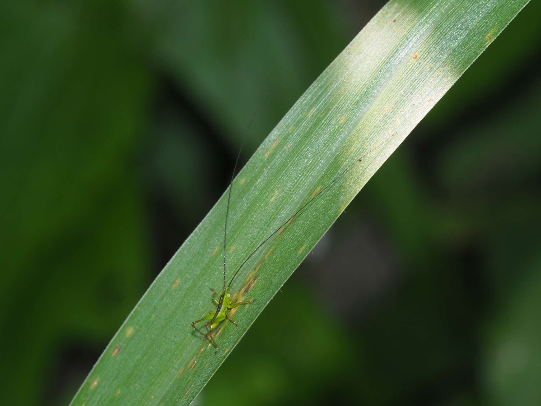 Слика од Conocephalus (Anisoptera) gigantius (Matsumura, S. & Shiraki 1908)