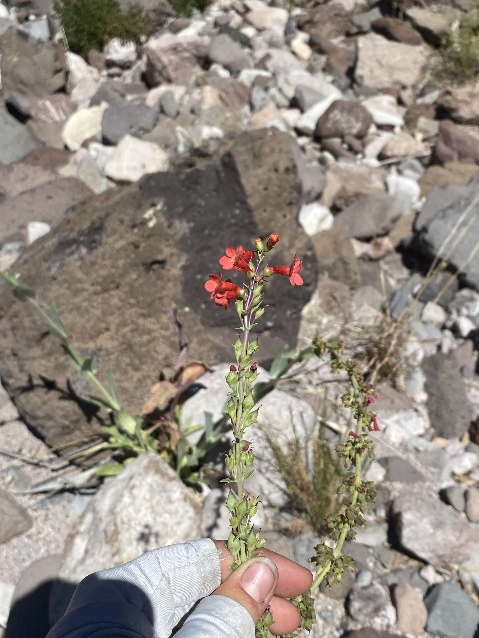 Image de Penstemon superbus A. Nels.