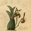 Image of Lycaste xytriophora Linden & Rchb. fil.