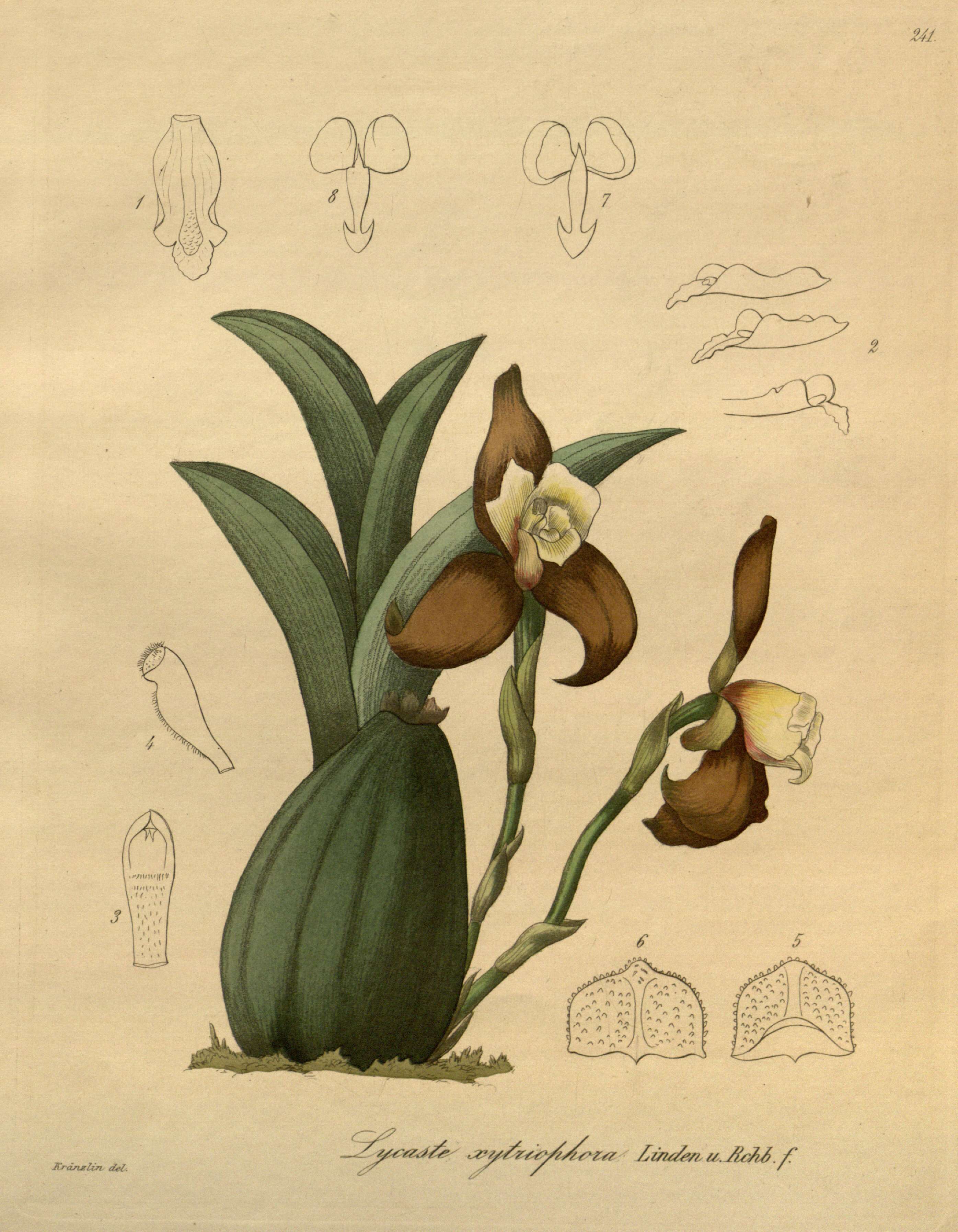 Image of Lycaste xytriophora Linden & Rchb. fil.